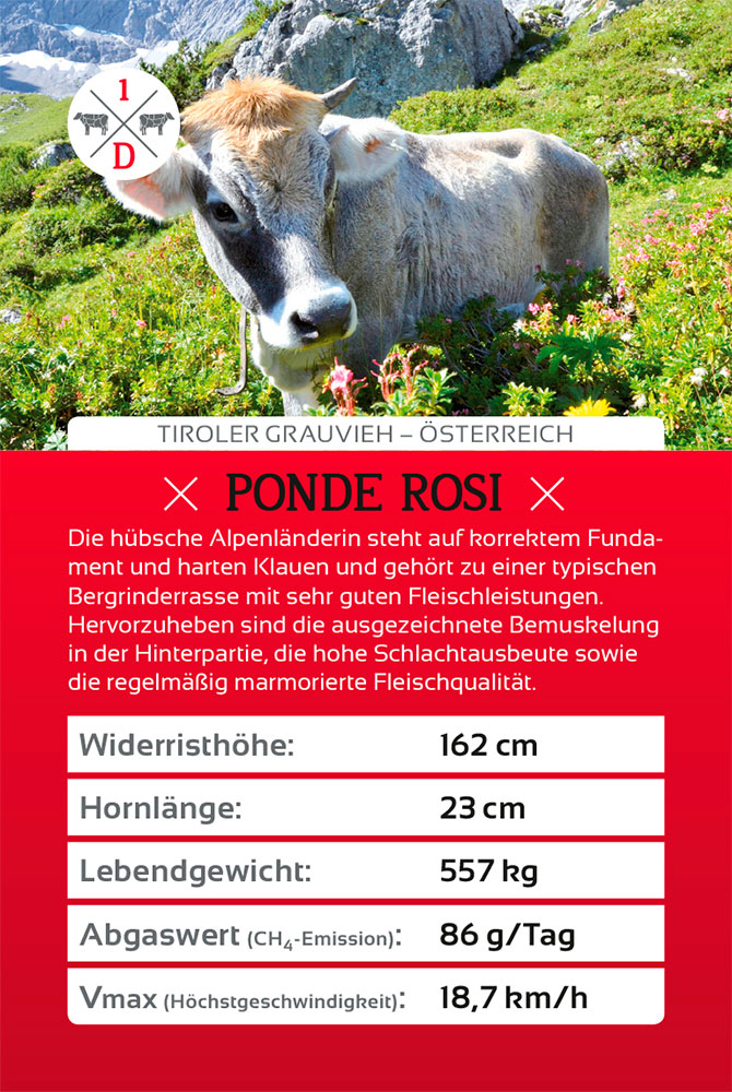 Sanders Art Direction, Hanse Meistermann AG, Cow Quartett